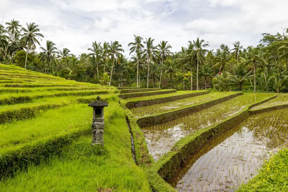yoga retreat vs spa resort bali